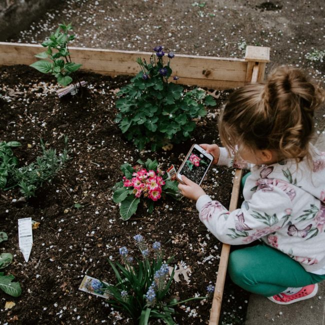 un enfant découvre les légumes dans un potager